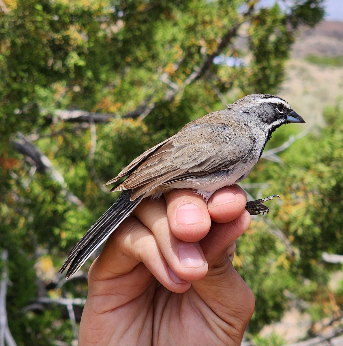 Black-throated Sparrow - Nancy Cox