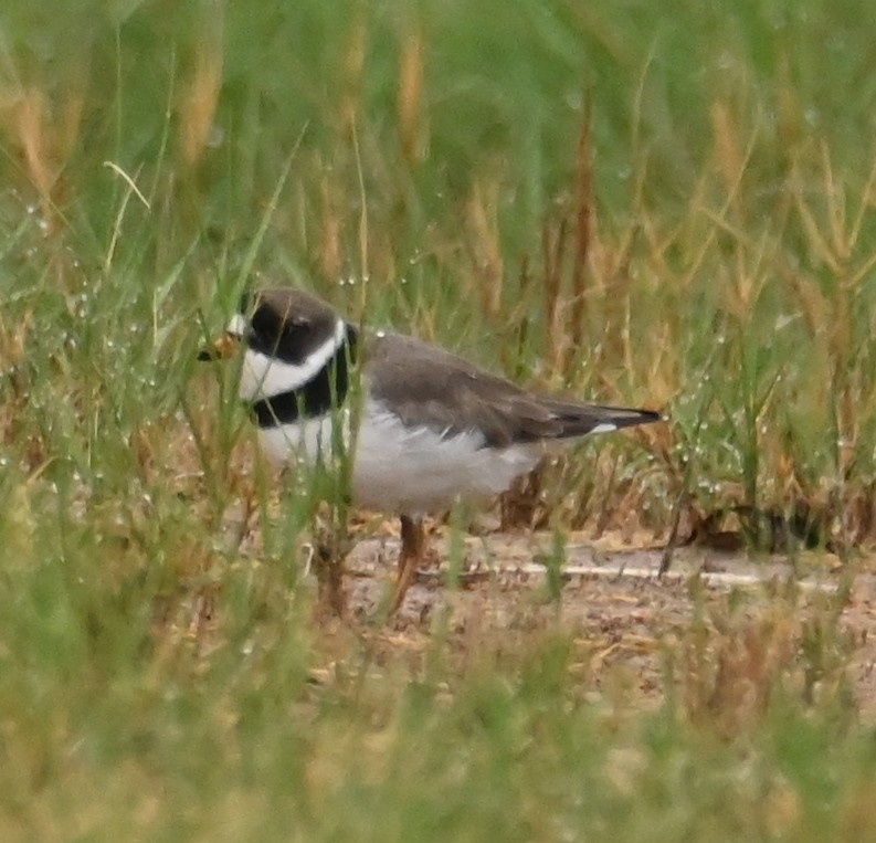 Killdeer - ML619307830