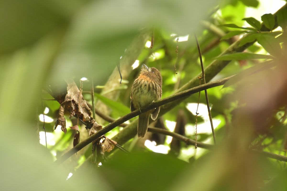 White-whiskered Puffbird - Sebastián Vizcarra