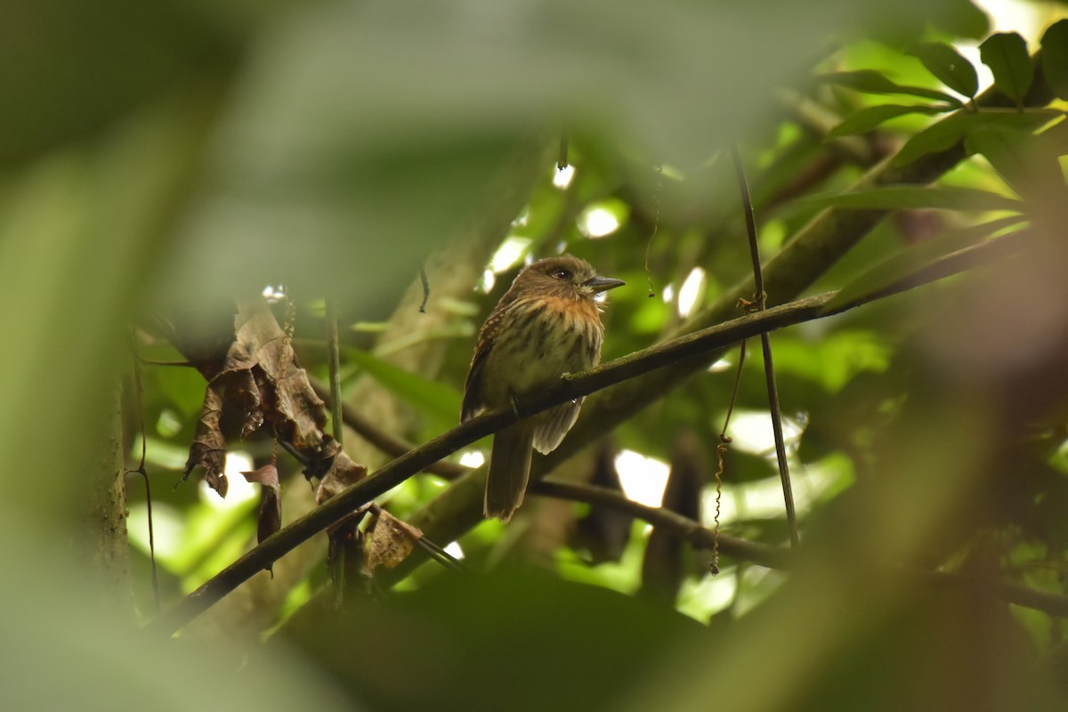 White-whiskered Puffbird - Sebastián Vizcarra