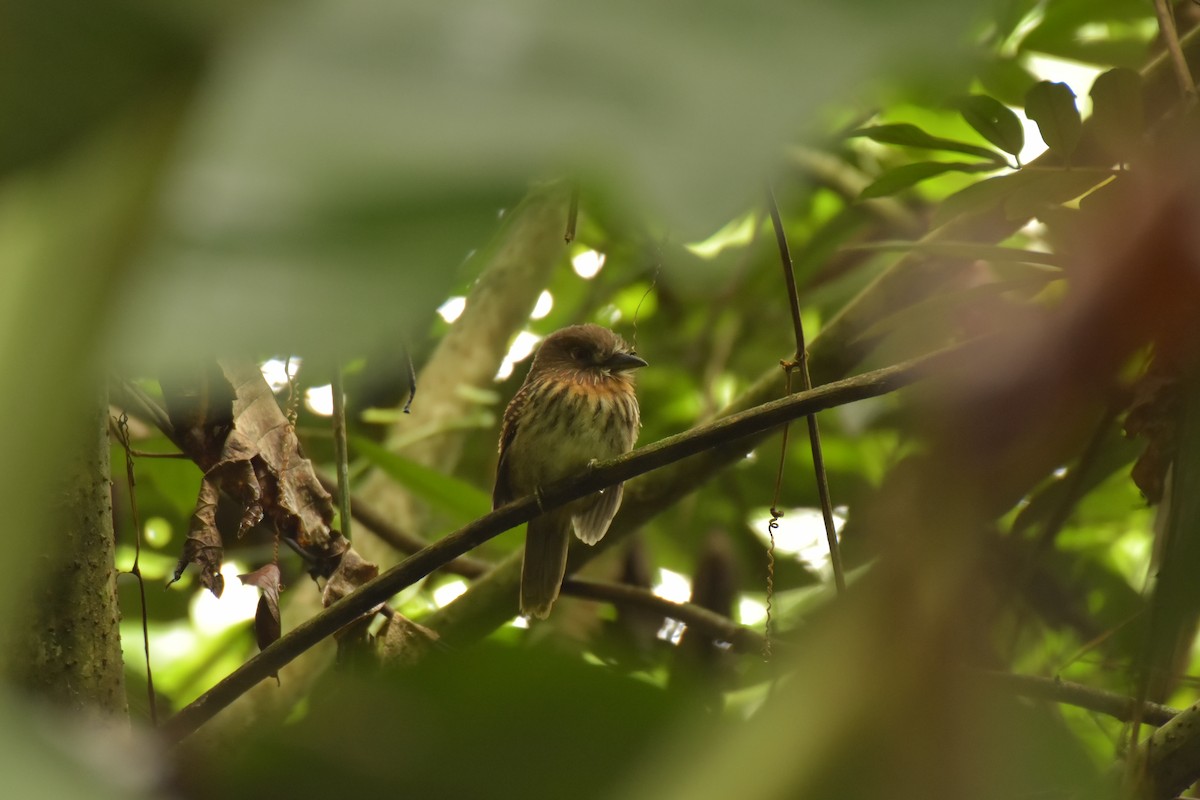 White-whiskered Puffbird - Sebastián Vizcarra