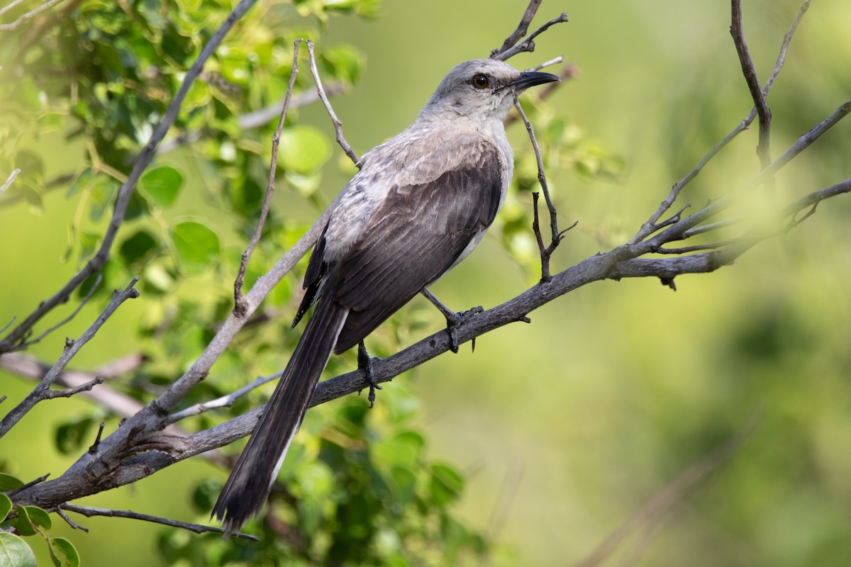 Tropical Mockingbird (Mayan) - ML619307841