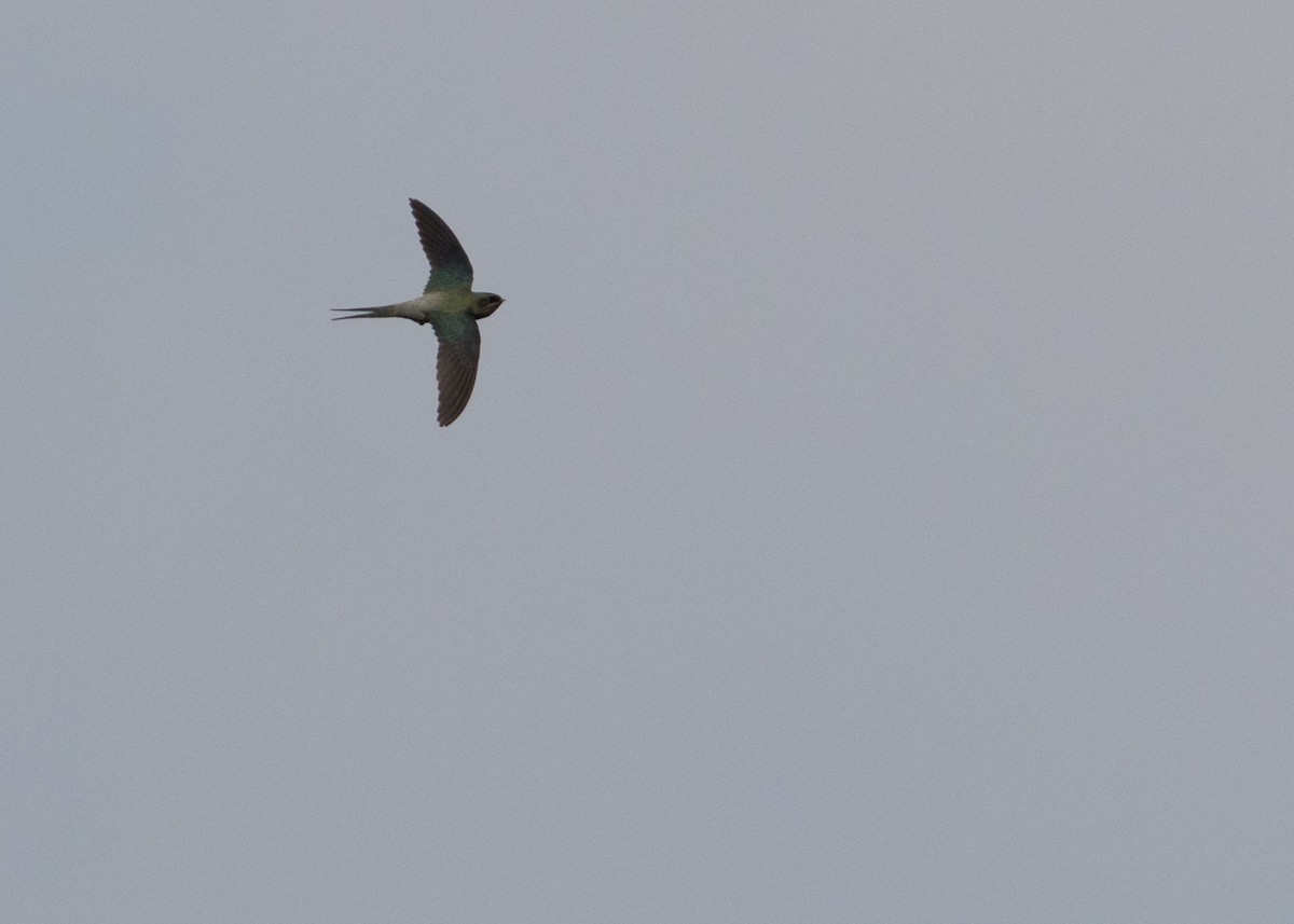 Gray-rumped Treeswift - ML619307843