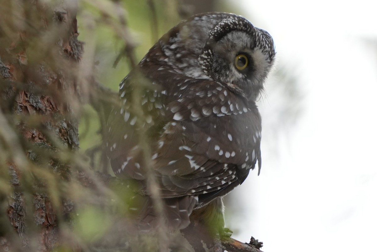 Boreal Owl - Emily Mackevicius