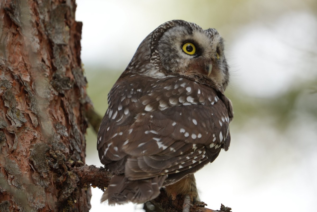 Boreal Owl - Emily Mackevicius