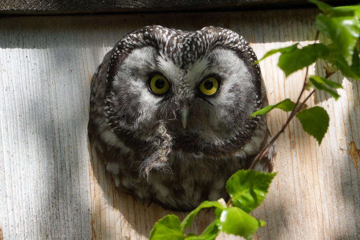 Boreal Owl - Emily Mackevicius