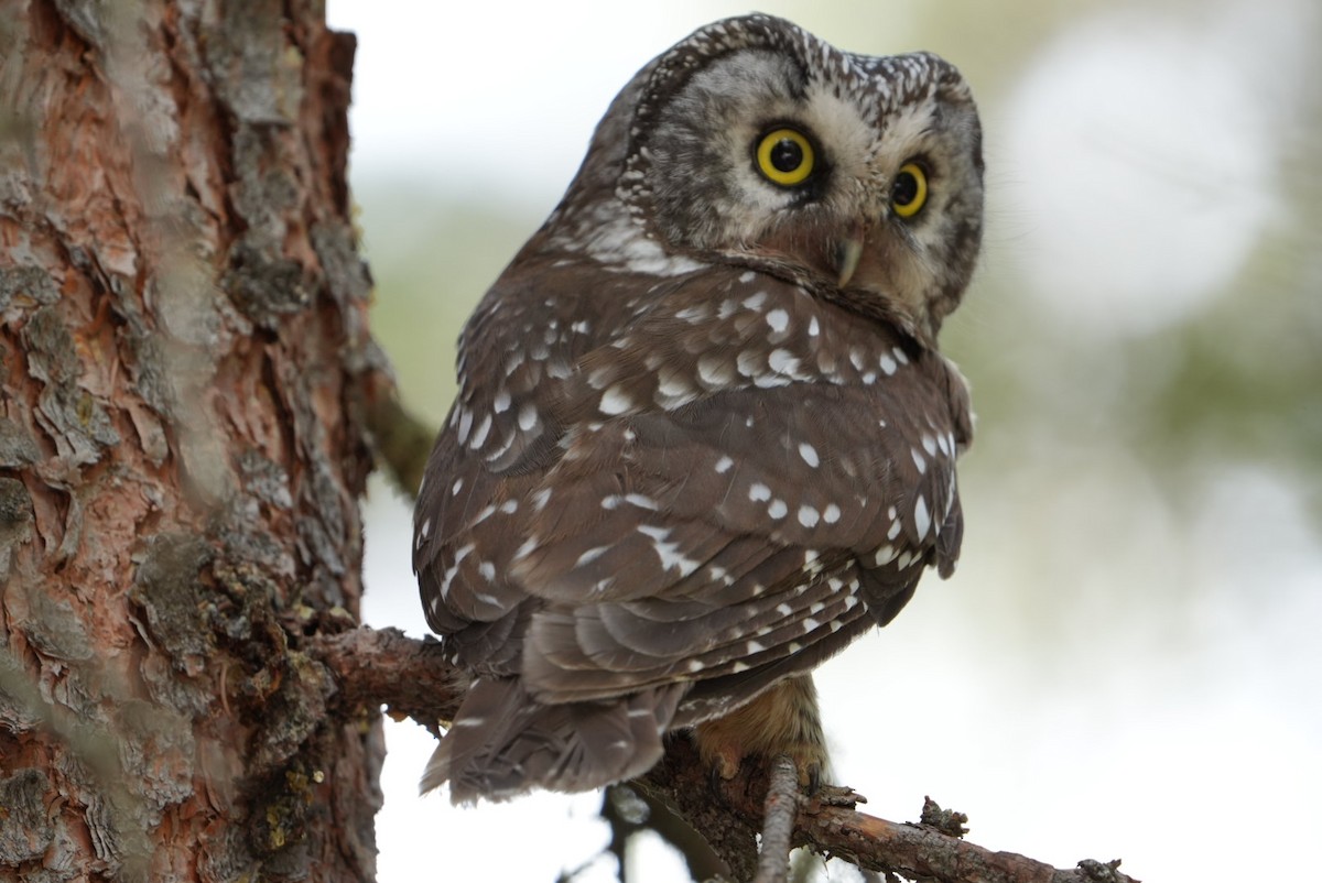 Boreal Owl - Emily Mackevicius