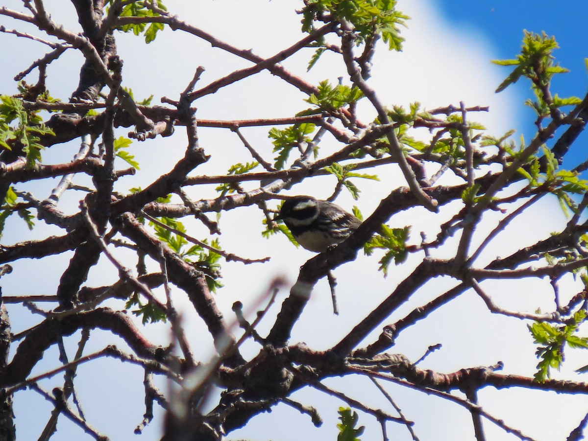 Black-throated Gray Warbler - ML619307856