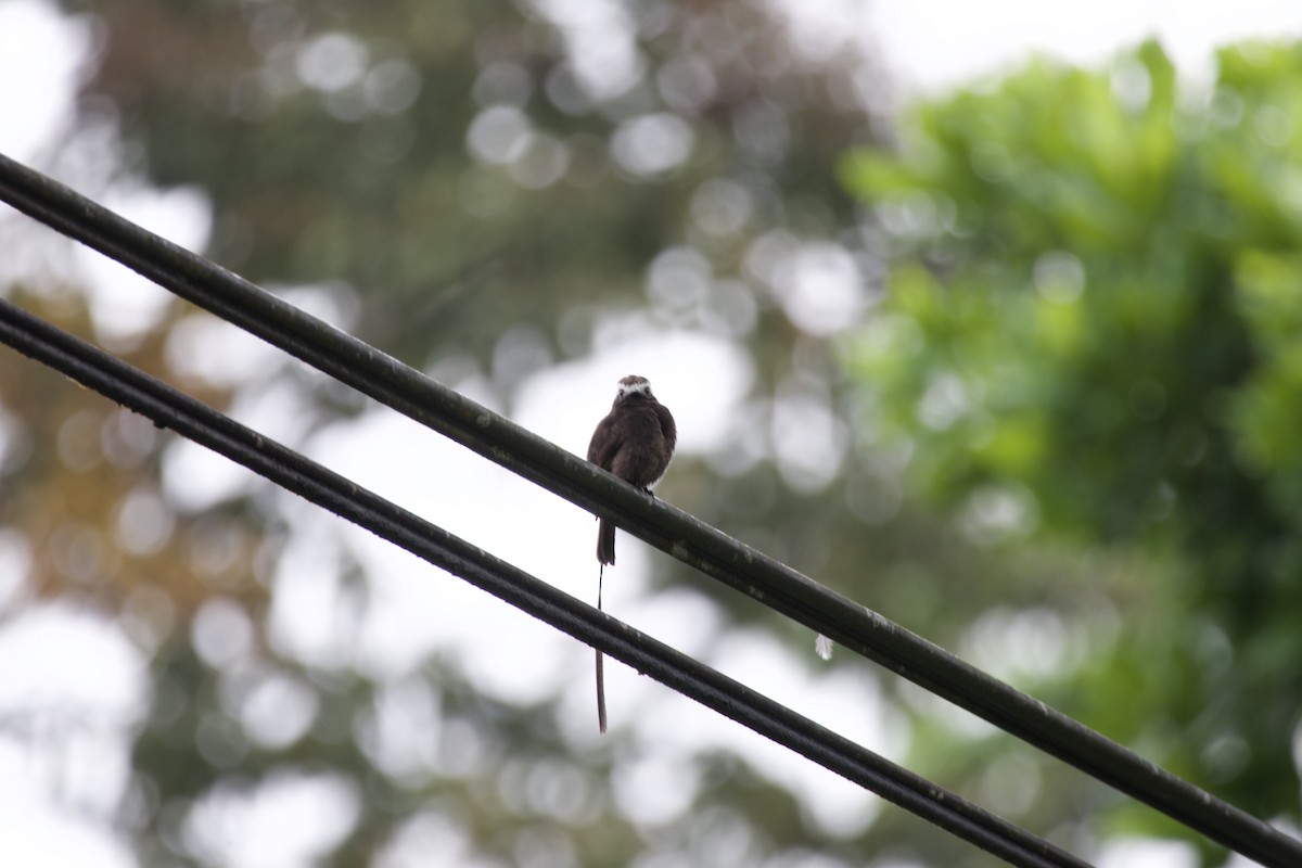 Long-tailed Tyrant - allie bluestein