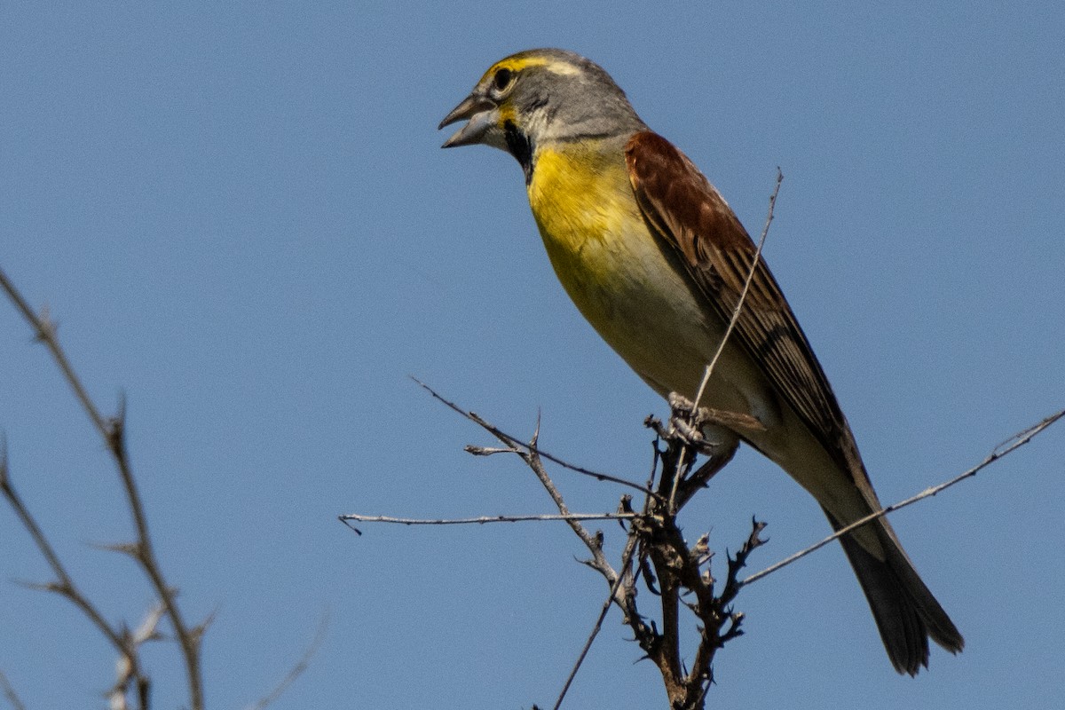 Dickcissel - ML619307871