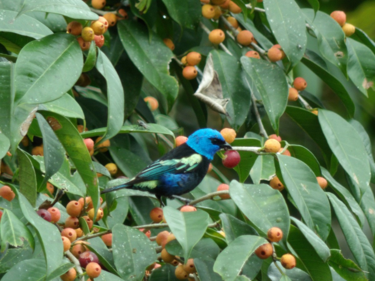 Blue-necked Tanager - Nitzon Abad