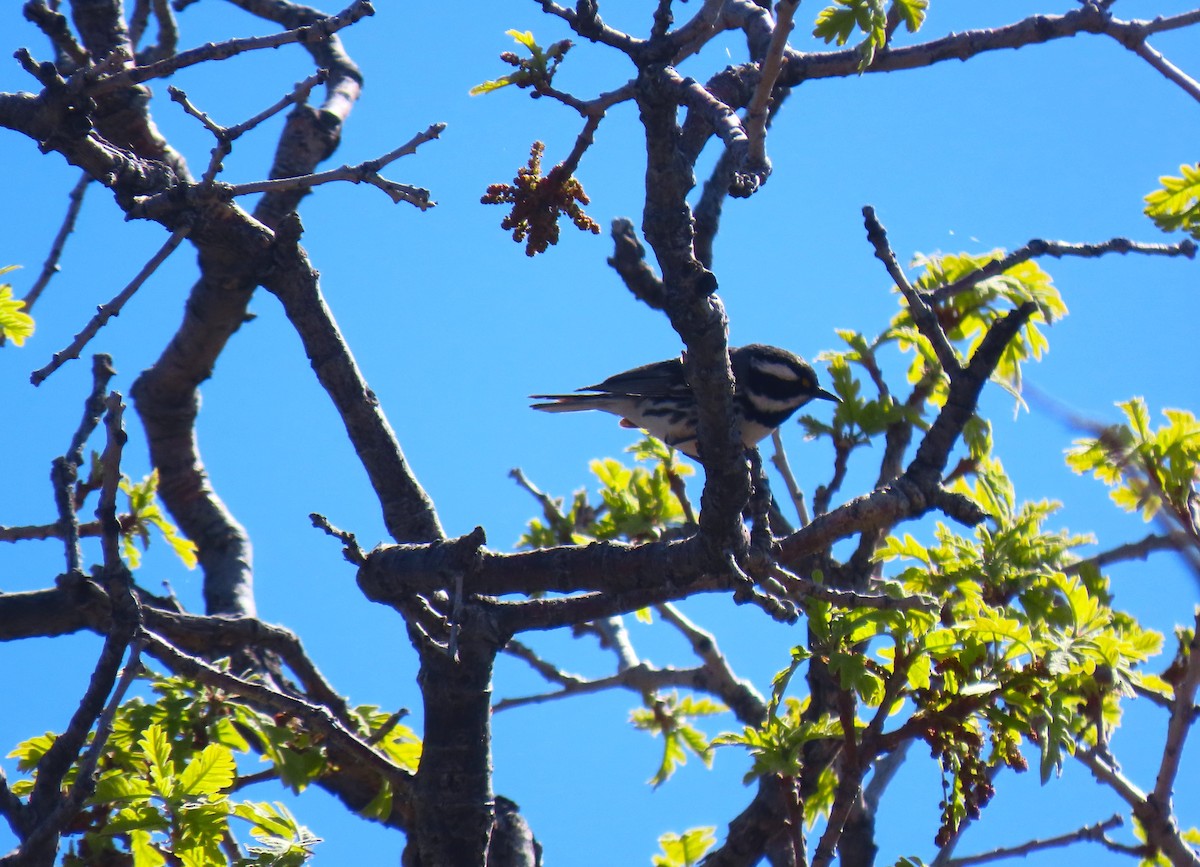 Black-throated Gray Warbler - ML619307881