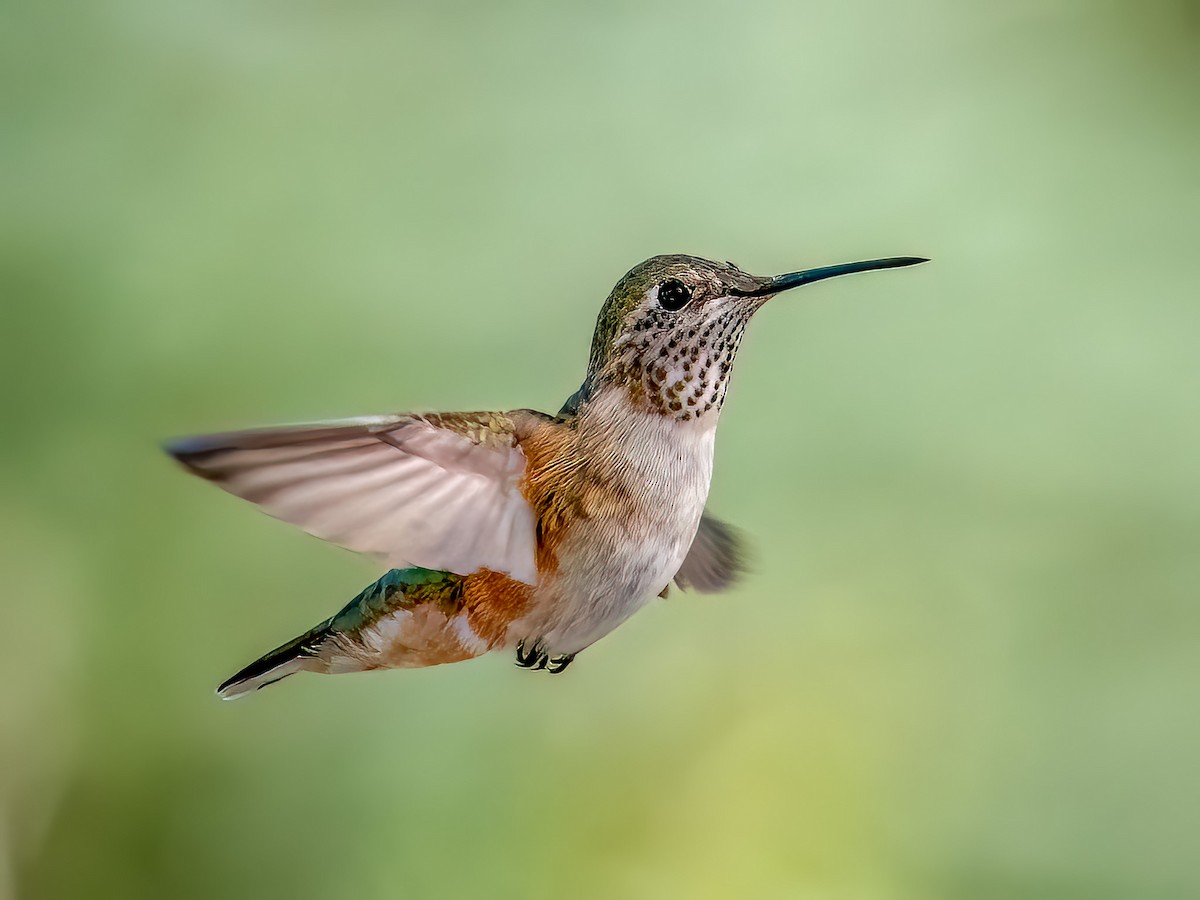 Broad-tailed Hummingbird - Steven Lasley