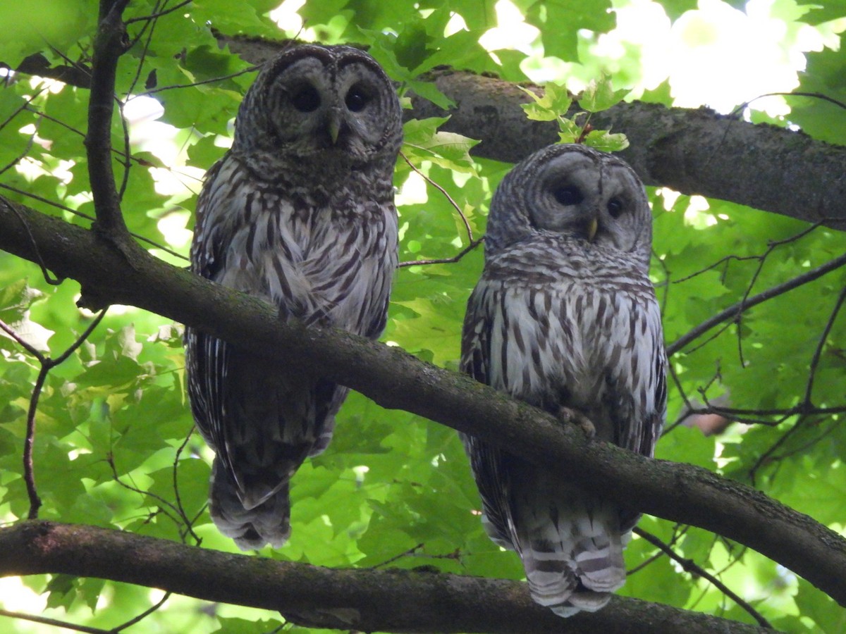 Barred Owl - ML619307885