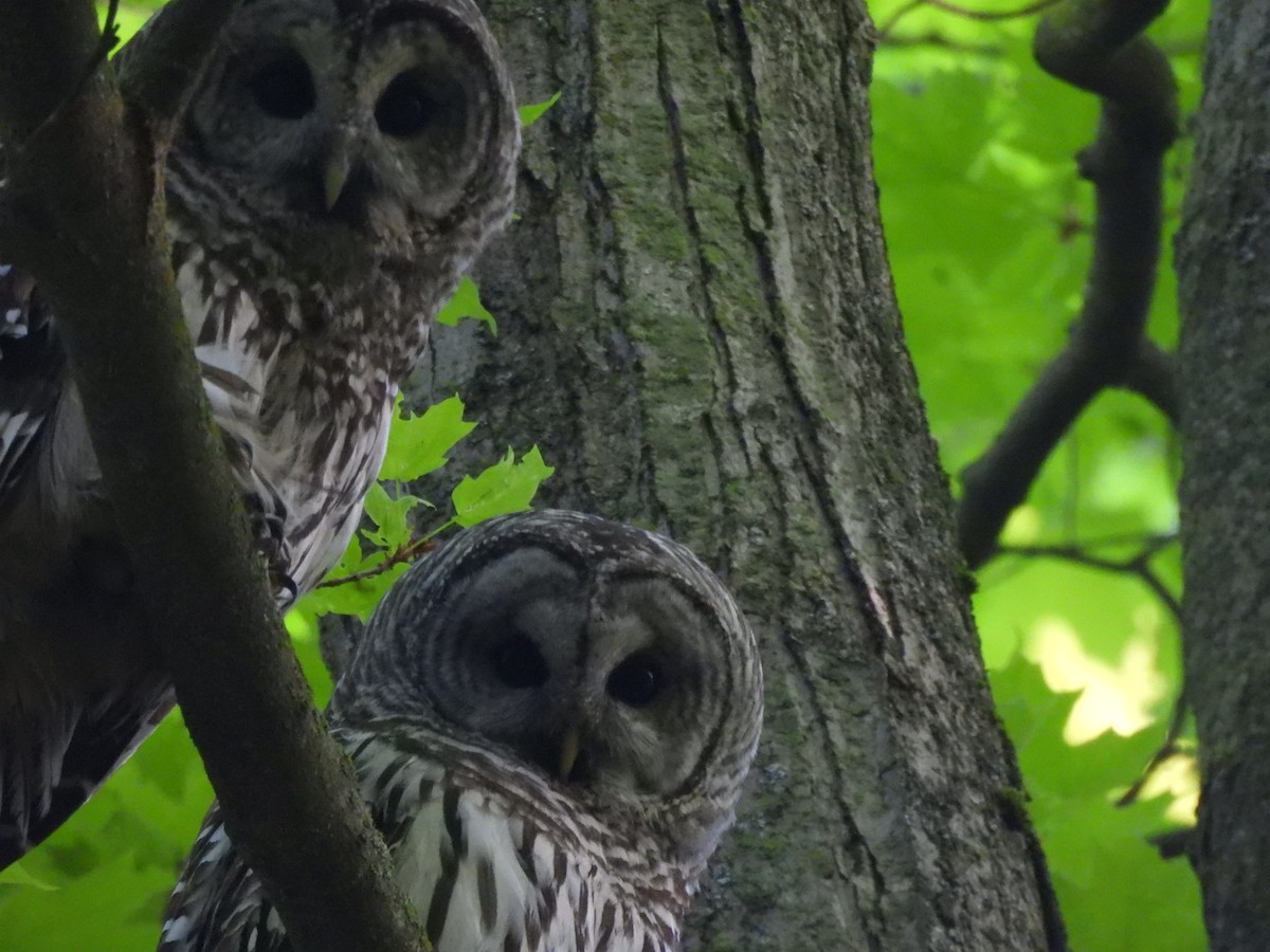 Barred Owl - ML619307886