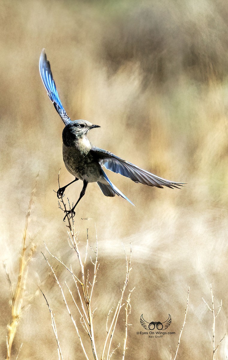 Mountain Chickadee - ML619307892