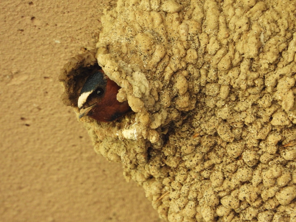 Cliff Swallow - Jeff Percell