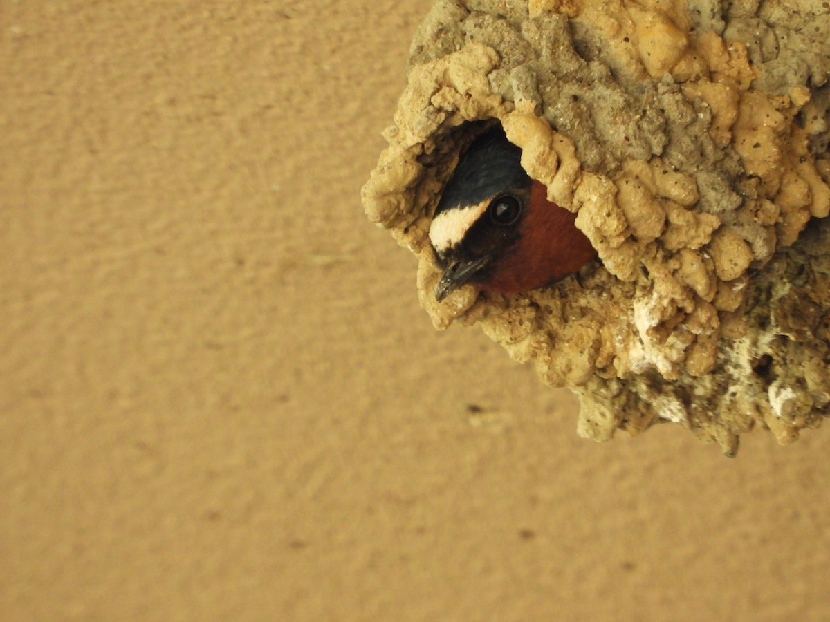 Cliff Swallow - Jeff Percell