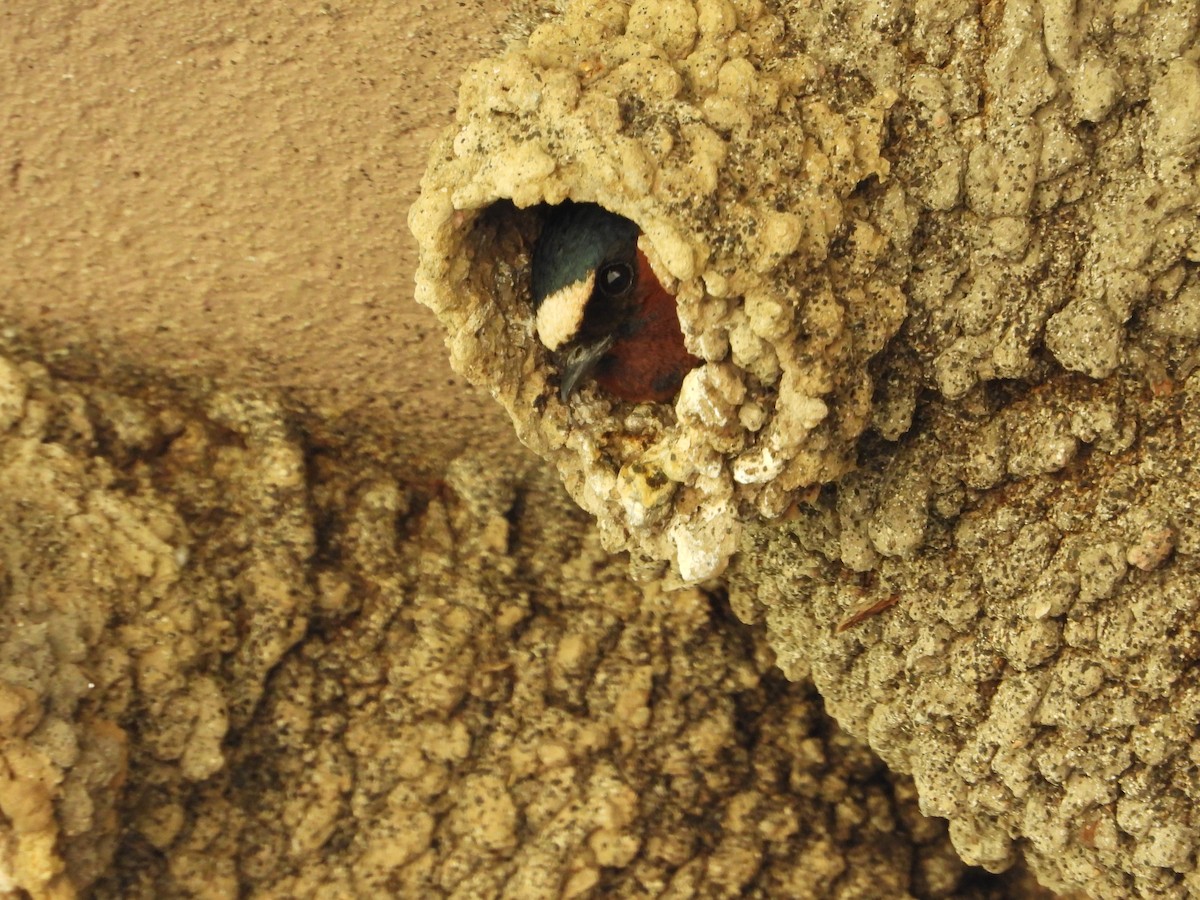Cliff Swallow - Jeff Percell