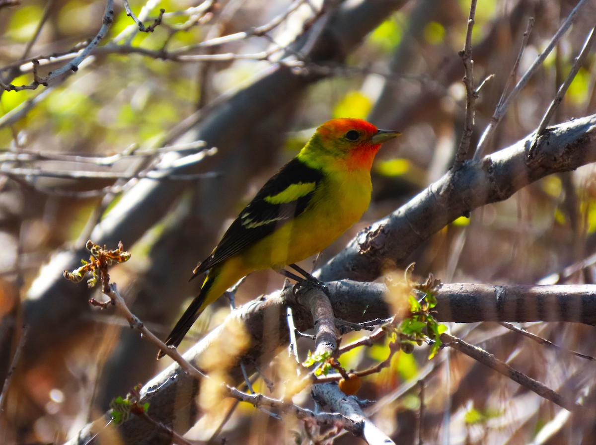 Western Tanager - ML619307908