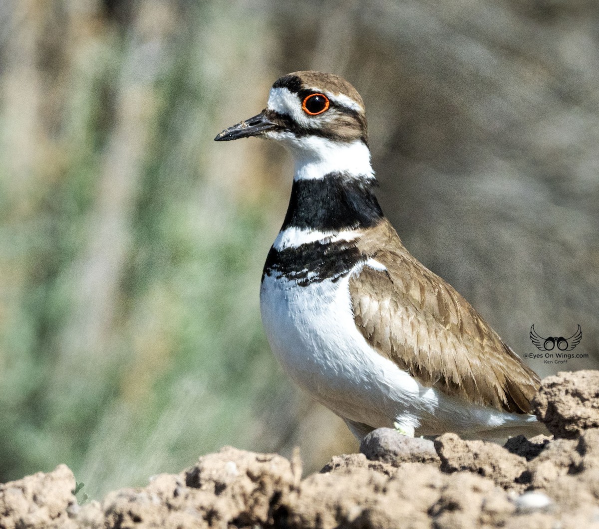 Killdeer - ML619307909