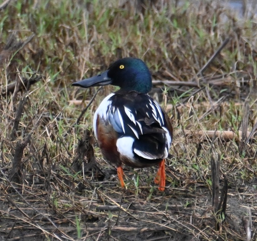 Northern Shoveler - ML619307910