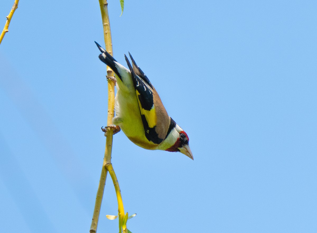 European Goldfinch - ML619307935