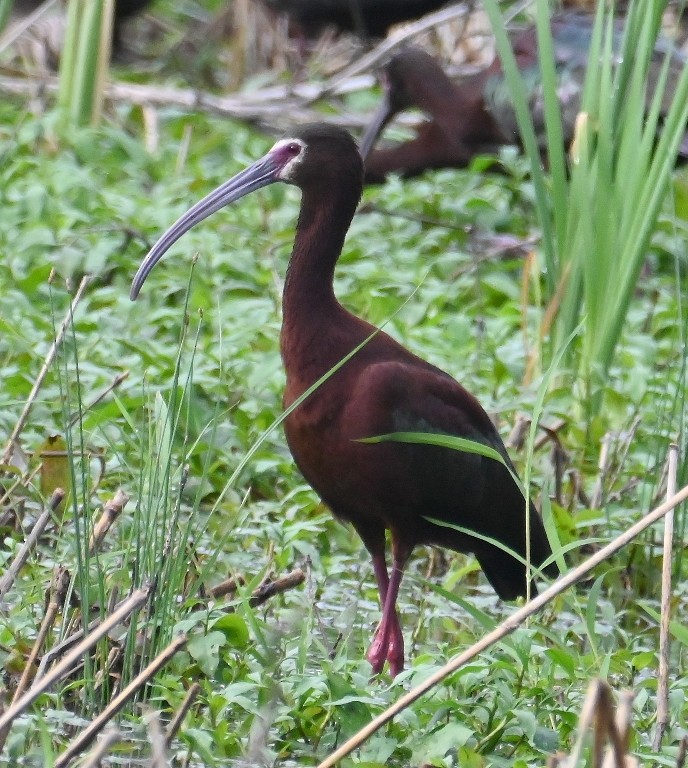 White-faced Ibis - ML619307939