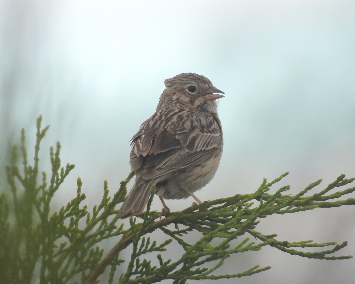 Vesper Sparrow - J. Kyron Hanson