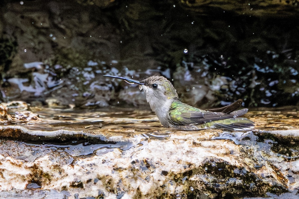 Black-chinned Hummingbird - Michael Gilbert