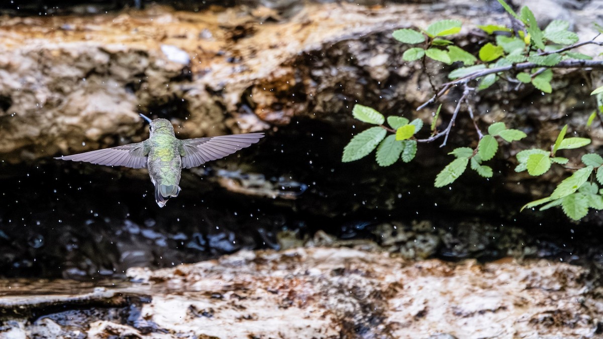 Black-chinned Hummingbird - Michael Gilbert