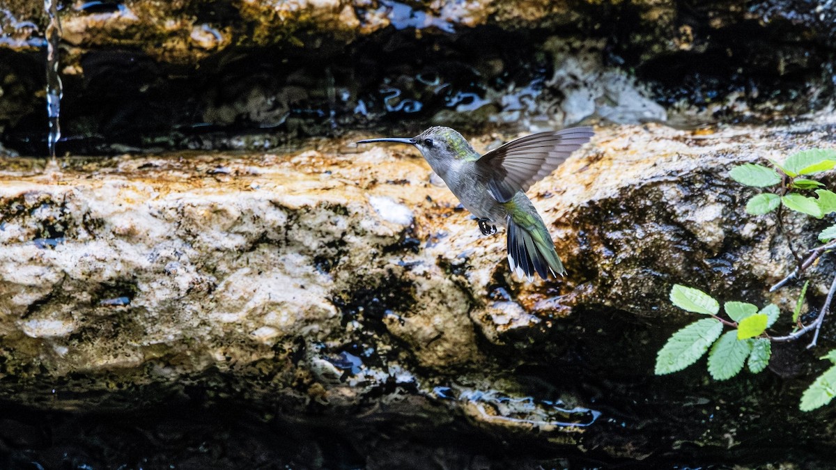 Black-chinned Hummingbird - Michael Gilbert