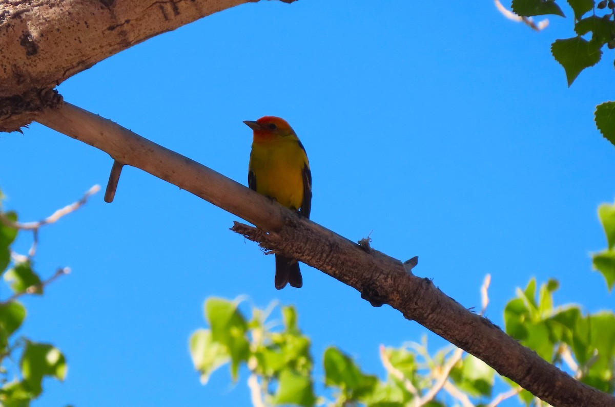 Western Tanager - Larry Urbanski