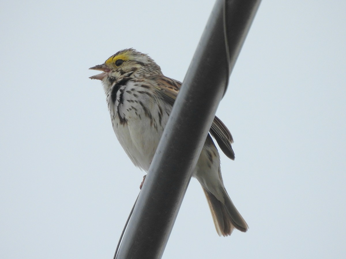 Savannah Sparrow - J. Kyron Hanson