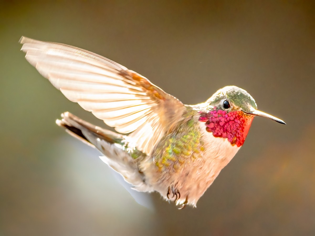 Broad-tailed Hummingbird - Steven Lasley