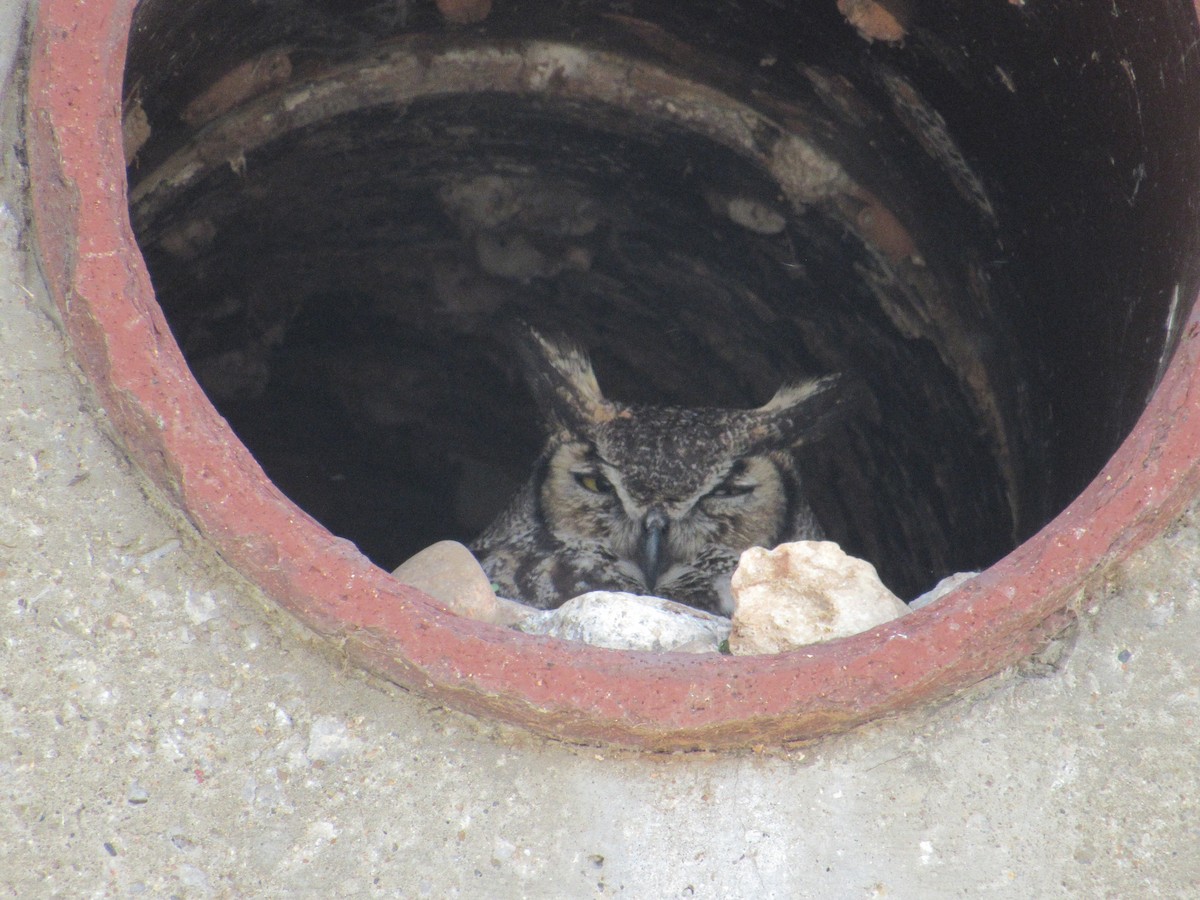 Great Horned Owl - Shawn Johnson