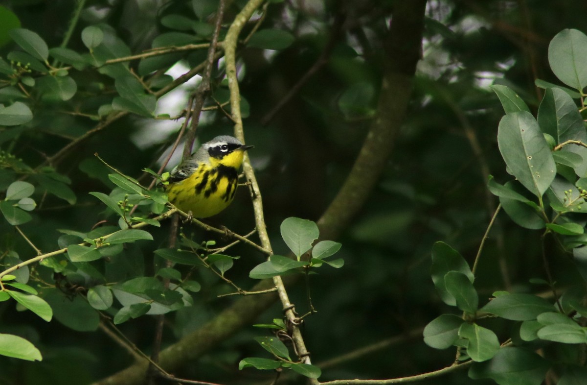 Magnolia Warbler - Scotty Lofland