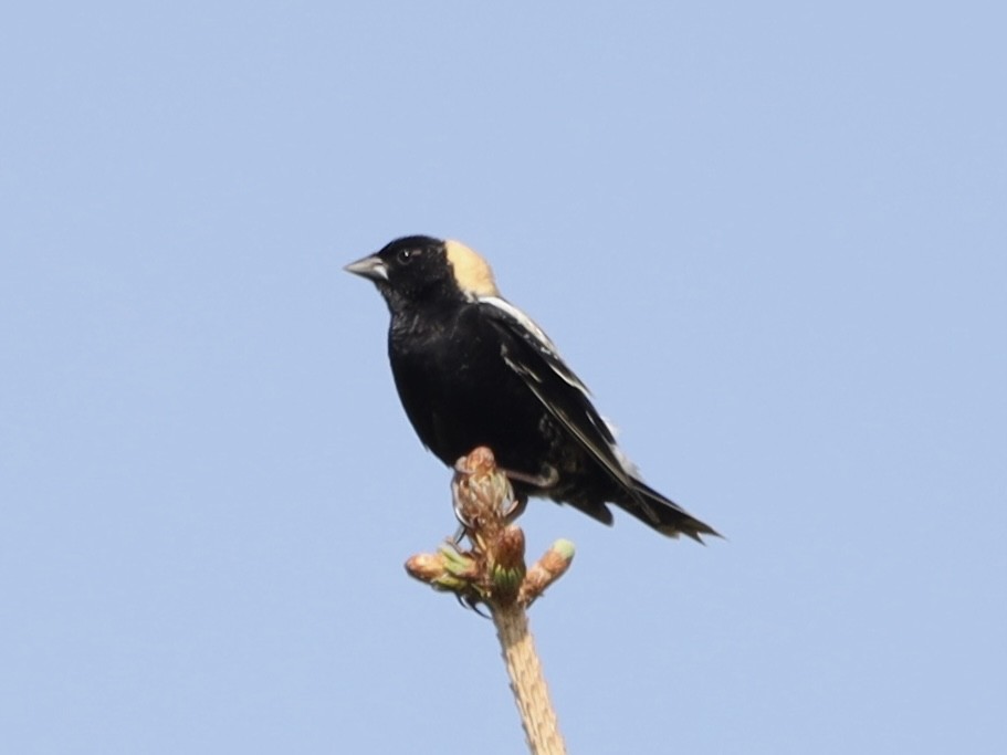 Bobolink - Mike McInnis