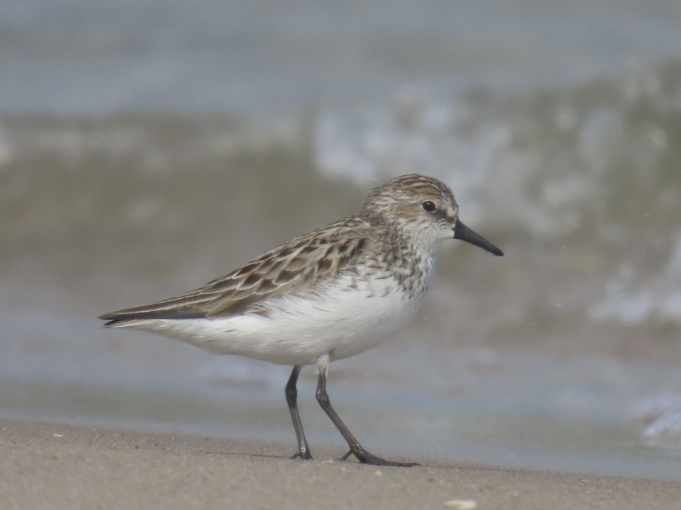 Semipalmated Sandpiper - Enrico Leonardi