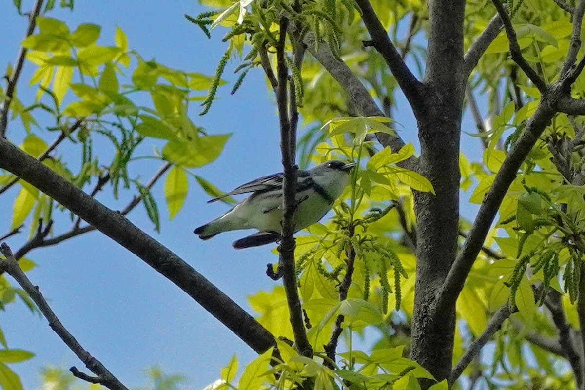 Cerulean Warbler - Keith Wickens