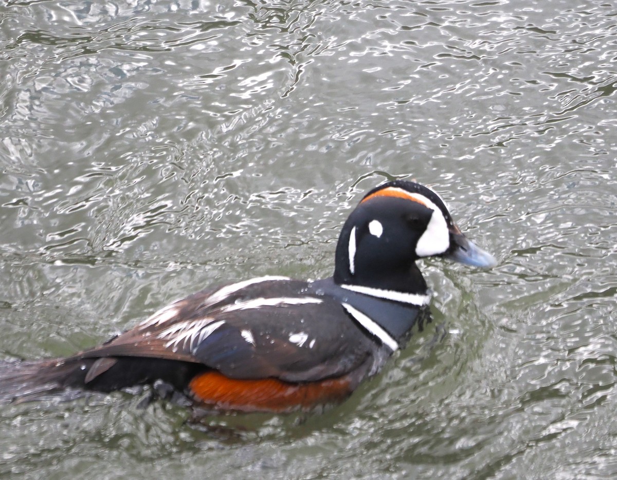 Harlequin Duck - Paul Linton