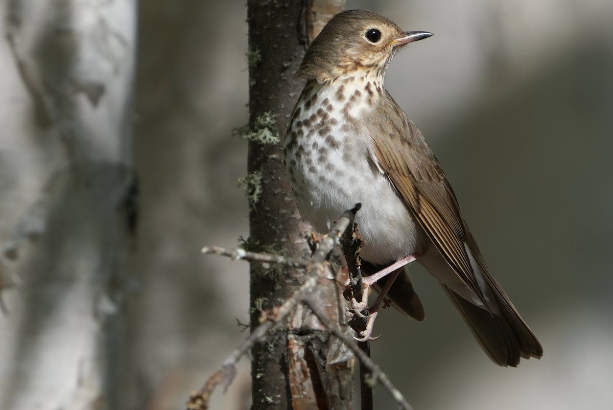 Swainson's Thrush - Emily Mackevicius