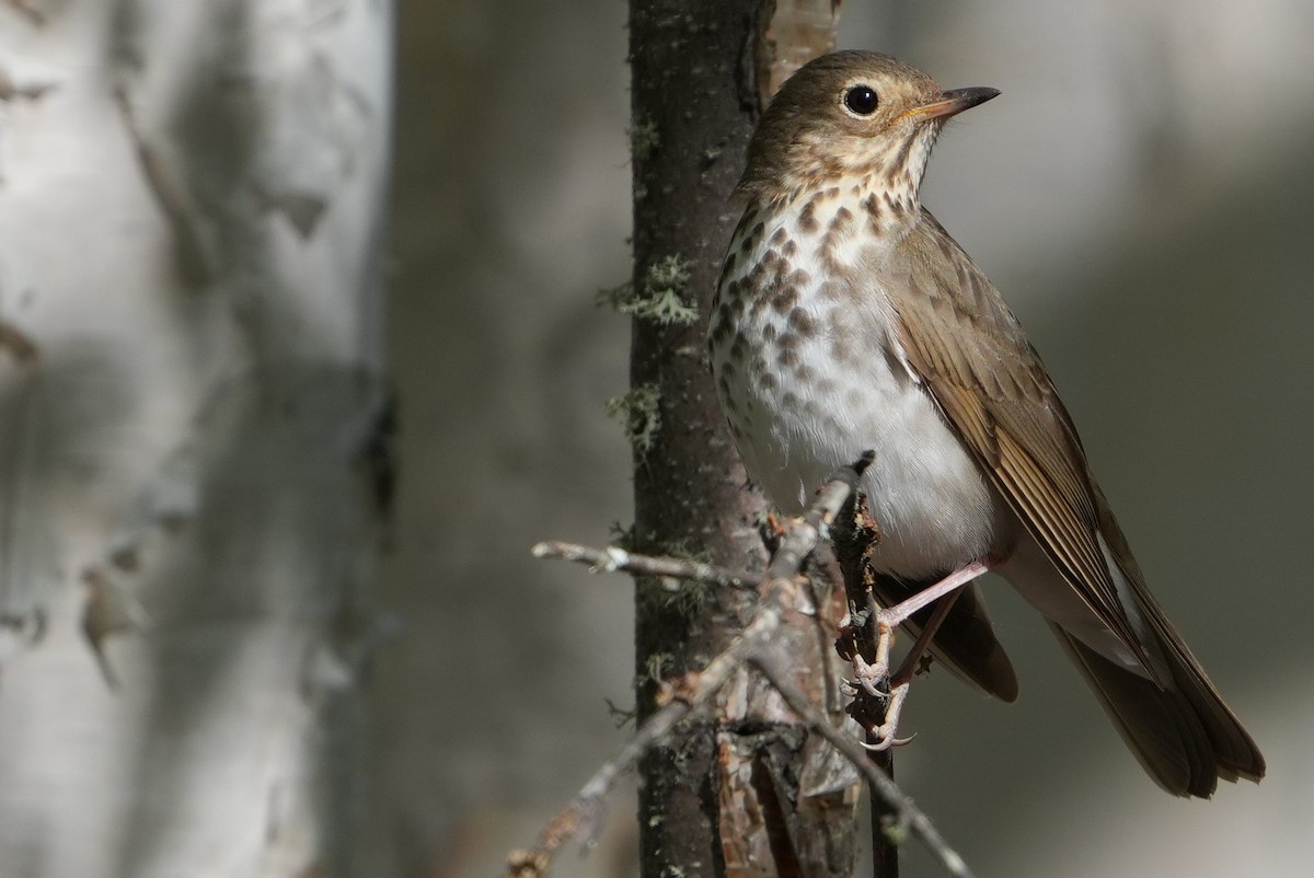 Swainson's Thrush - Emily Mackevicius