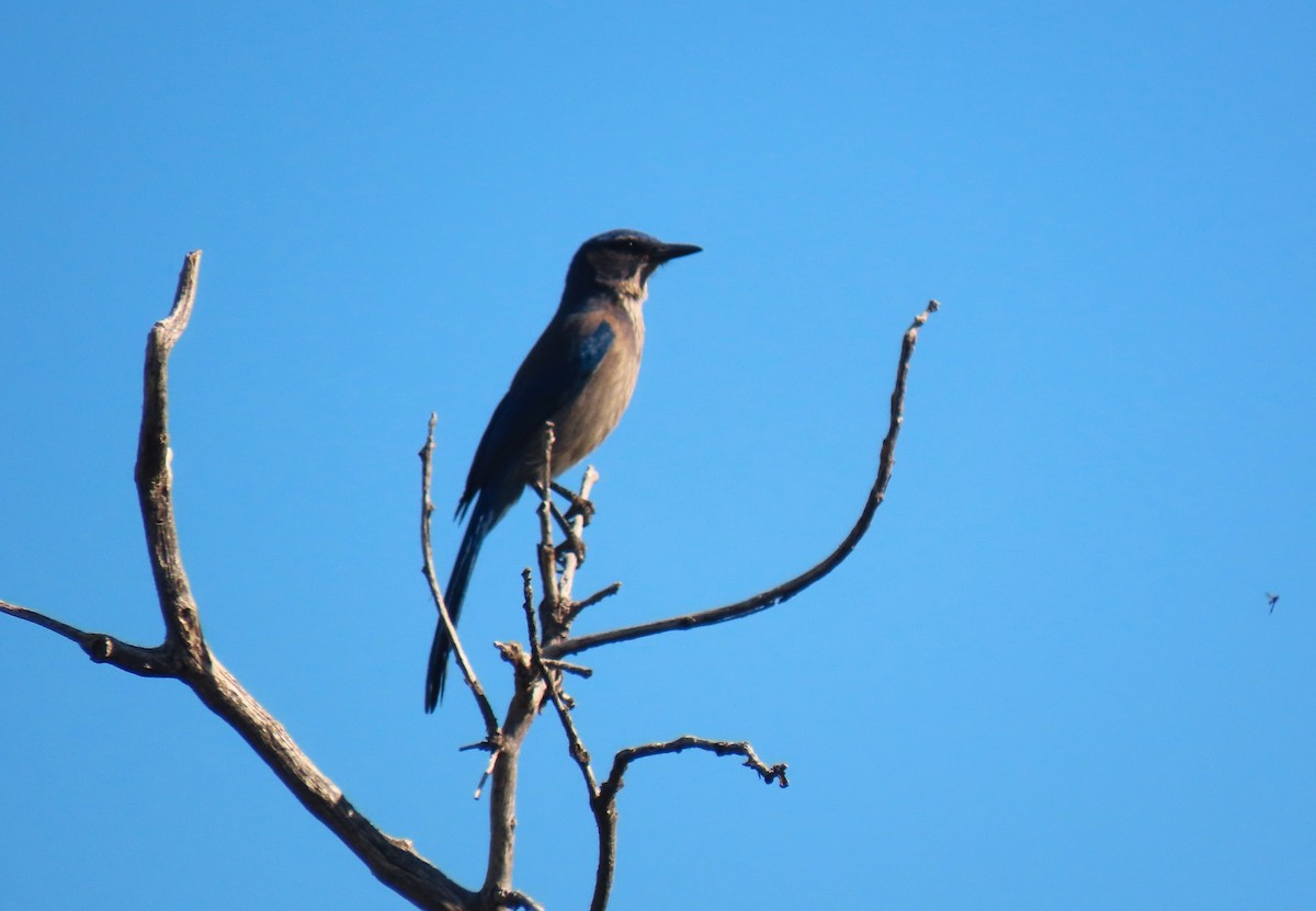 Woodhouse's Scrub-Jay - Larry Urbanski