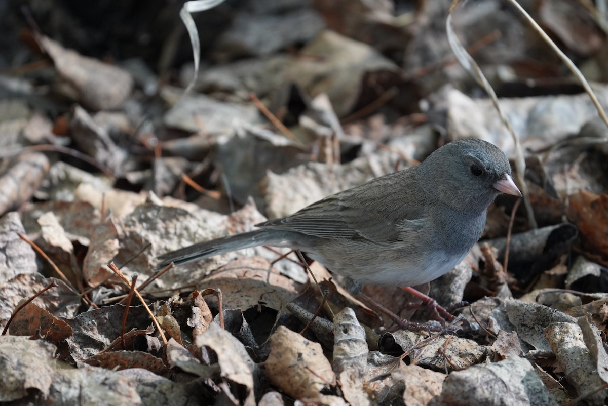 Dark-eyed Junco - Emily Mackevicius