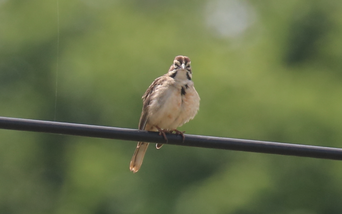 Lark Sparrow - ML619308120