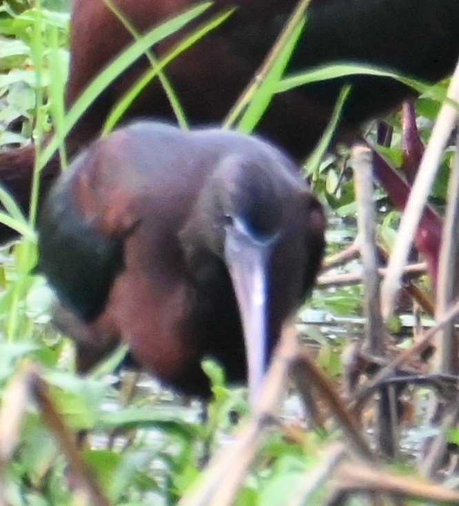 ibis hnědý - ML619308124