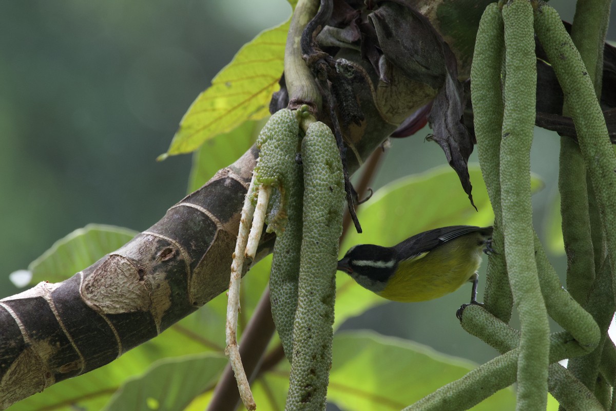 Bananaquit - allie bluestein