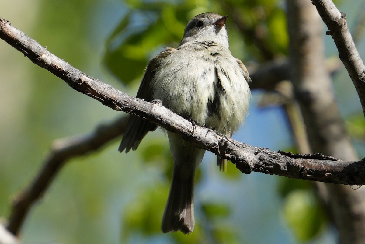 Hammond's Flycatcher - ML619308133