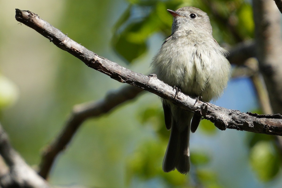 Hammond's Flycatcher - ML619308134